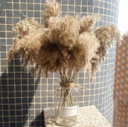 8Pcs Dried Pampas Grass Decor