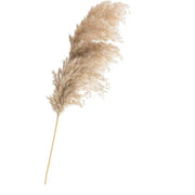 8Pcs Dried Pampas Grass Decor